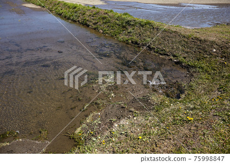[Matsumoto City, Nagano Prefecture] Paddy fields that are drawing water from waterways 75998847