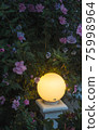 Yellow round night lantern in flower bush on dark background. Beautiful spring nature decoration. Lamplight in floral branches vertical wallpaper. Evening outdoor colorful backdrop 75998964