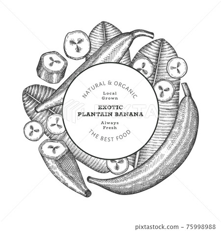 Hand drawn sketch style plantain banner. Organic fresh fruit vector illustration. Retro exotic banana fruit design template 75998988