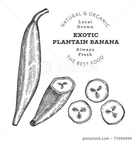 Hand drawn sketch style plantain. Organic fresh food vector illustration isolated on white background. Retro exotic fruit illustration. Engraved style botanical picture. 75998994