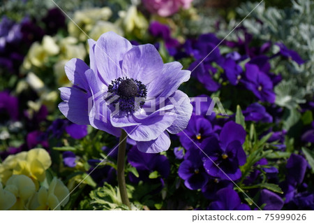 Purple color anemone 75999026