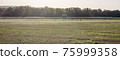 Rural scenery with cows, fields and forest. Grassland on day panorama. Nature countryside horizontal landscape. Pasture summer scene with copy space. 75999358