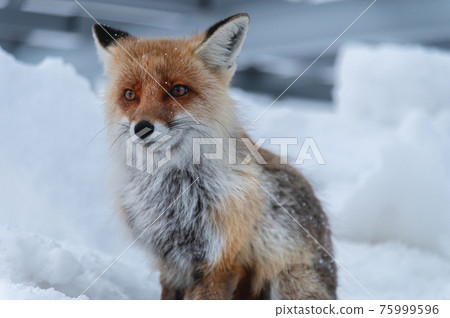 red fluffy dirty fox sits in the snow against the backdrop of mountains red fluffy dirty fox sits in the snow against the backdrop of mountains 75999596