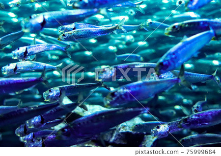 Flock of sardines 75999684