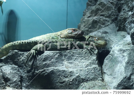 Iguana cuddling and relaxing Iguana cuddling and relaxing 75999692