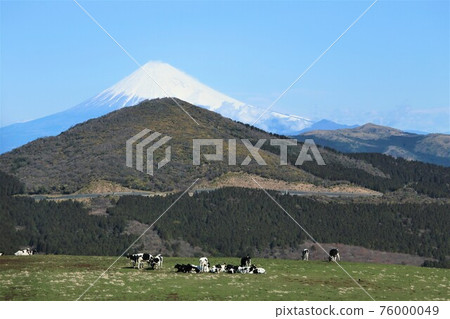 伊豆山牧場牛富士山 76000049