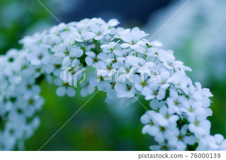Neat and clean spiraea 76000139