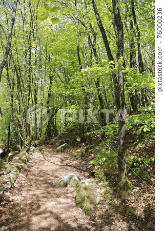 Path in a forest in Brittany Path in a forest in Brittany 76000236