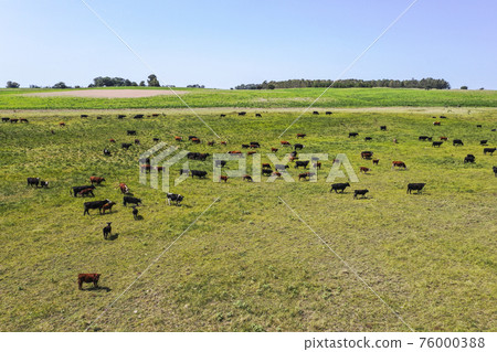 Cows silhouettes grazing, La Pampa, Patagonia, Argentina. Cows silhouettes grazing, La Pampa, Patagonia, Argentina. 76000388