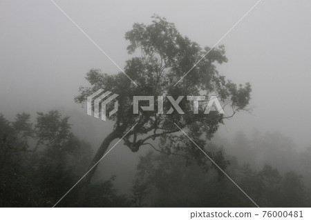 Hazy trees Hazy trees 76000481