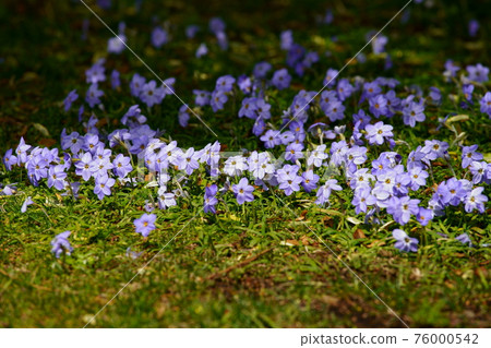 花蒜紫花 花蒜紫花 76000542