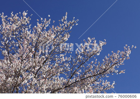 Beautiful winter cherry blossoms that shine in the blue sky without losing the cold Beautiful winter cherry blossoms that shine in the blue sky without losing the cold 76000606
