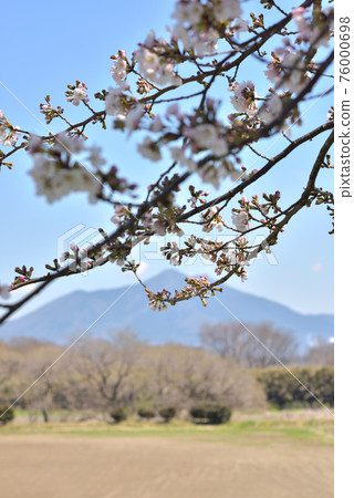 Mount Tsukuba and Sakura March Mount Tsukuba and Sakura March 76000698