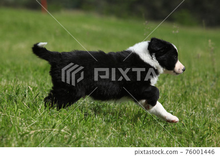 Adorable puppy of Border collie 76001446