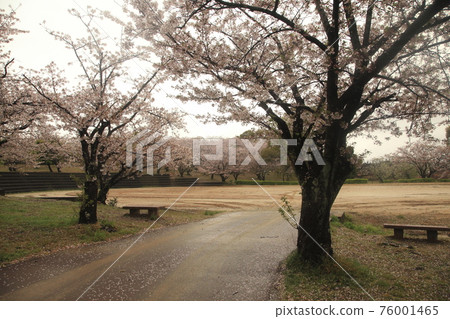 雨後的大牟田市天城山公園櫻花, 雨後的大牟田市天城山公園櫻花, 76001465