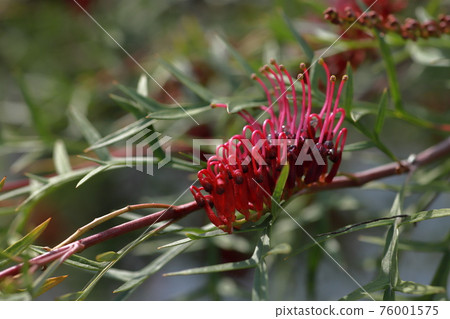 Grevillea flowers native to Australia. Also known as spider flower 76001575