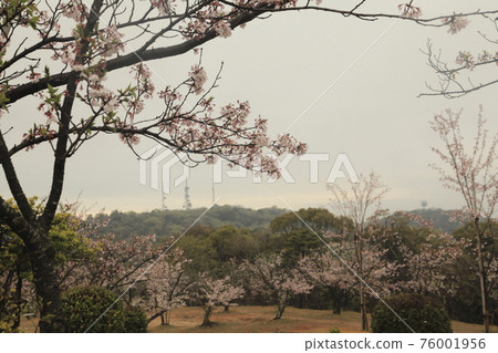 雨後的大牟田市天城山公園櫻花, 雨後的大牟田市天城山公園櫻花, 76001956