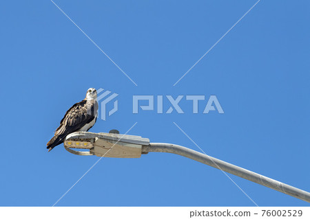 Osprey bird isolated on blue background 76002529