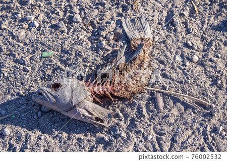 dead fish on the beach 76002532