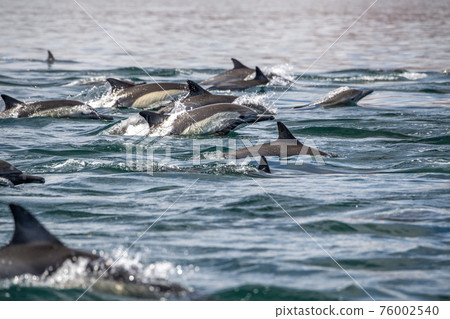 baja california dolphins swimming in the blue sea Loreto Bay baja california dolphins swimming in the blue sea Loreto Bay 76002540