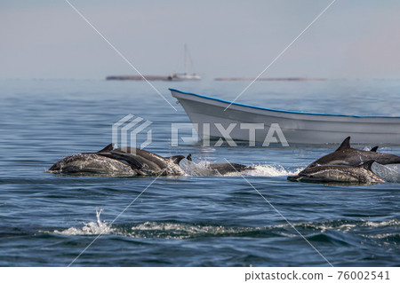baja california dolphins swimming in the blue sea Loreto Bay baja california dolphins swimming in the blue sea Loreto Bay 76002541