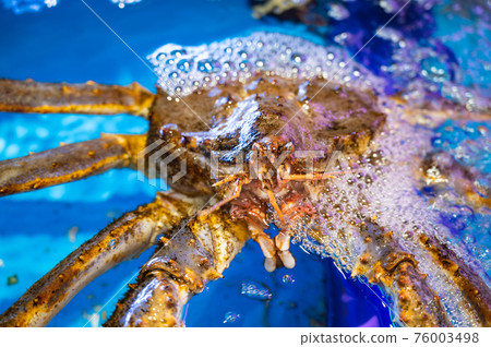 King crab in the tank 76003498