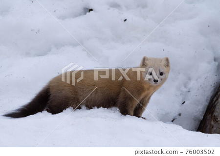 Ezokuroten that came out of the snow hole 76003502