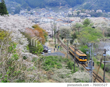 靜岡縣家山櫻花和大鐵近鐵列車春天 76003527