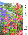 【長野】野古川上的杜鵑花和鳶尾花 76003620