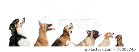 Cute doggies or pets looking happy isolated on white background. Studio photoshots. Creative collage of different breeds of dogs. Flyer for your ad. 76003740