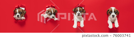 Young dog posing. Cute puppy or pet posing happy isolated on red studio background. Studio photoshots. Creative collage of different breeds of dogs. Flyer for your ad. 76003741