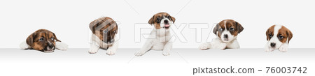 Young dog posing. Cute puppy or pet posing happy isolated on white studio background. Studio photoshots. Creative collage of different breeds of dogs. Flyer for your ad. Young dog posing. Cute puppy or pet posing happy isolated on white studio background. Studio photoshots. Creative collage of different breeds of dogs. Flyer for your ad. 76003742