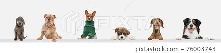 Cute doggies or pets looking happy isolated on white background. Studio photoshots. Creative collage of different breeds of dogs. Flyer for your ad. 76003743
