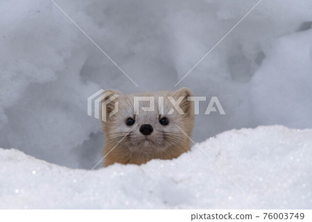 Ezokuroten從雪洞裡出來 76003749