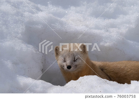 Ezokuroten coming out of the snow hole 76003758