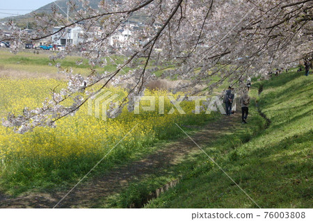 Sakura at Mizuki Fortress Ruins, Dazaifu City 76003808