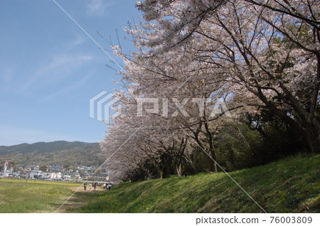 Sakura at Mizuki Fortress Ruins, Dazaifu City Sakura at Mizuki Fortress Ruins, Dazaifu City 76003809