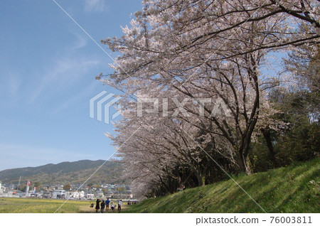 Sakura at Mizuki Fortress Ruins, Dazaifu City Sakura at Mizuki Fortress Ruins, Dazaifu City 76003811