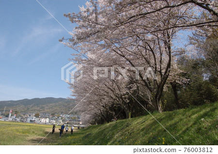 Sakura at Mizuki Fortress Ruins, Dazaifu City Sakura at Mizuki Fortress Ruins, Dazaifu City 76003812