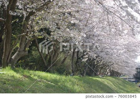 Sakura at Mizuki Fortress Ruins, Dazaifu City Sakura at Mizuki Fortress Ruins, Dazaifu City 76003845