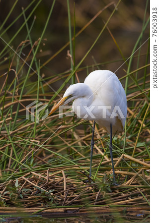 Great Egret, South Africa 76003918