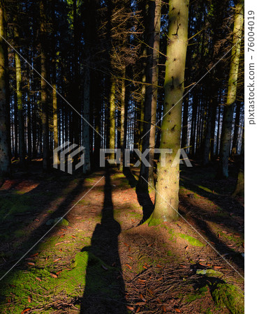 A picture of a pine forest in beautiful early morning light. Tree trunks and green moss A picture of a pine forest in beautiful early morning light. Tree trunks and green moss 76004019