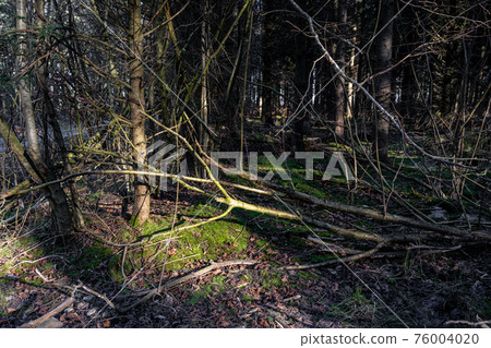 A forest glade in beautiful early morning light. Green moss on the ground A forest glade in beautiful early morning light. Green moss on the ground 76004020