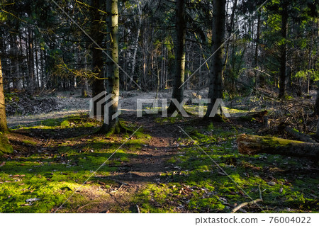 A forest path in beautiful early morning light. Green moss on the ground 76004022