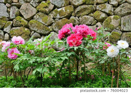 長谷寺(奈良)2牡丹 長谷寺(奈良)2牡丹 76004023