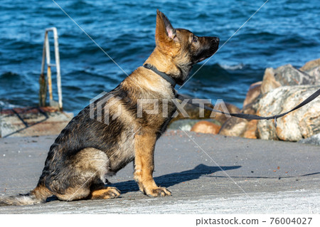 A picture of a fifteen weeks old German Shepherd puppy. Blue ocean in the background A picture of a fifteen weeks old German Shepherd puppy. Blue ocean in the background 76004027