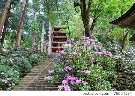 Murouji Temple 1 Rhododendron Murouji Temple 1 Rhododendron 76004184