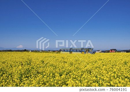 [Yokosuka City] Soleil Hill Rape field 76004191
