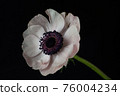 Beautiful flower on a dark background 76004234