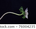 Flower on a black background 76004235